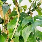 Рафидофора Тетрасперма d17/h70