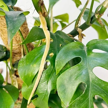 Рафидофора Тетрасперма d17/h70