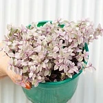 Каллизия Розато d12/h15