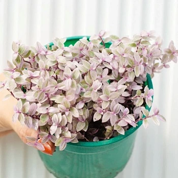 Каллизия Розато d12/h15