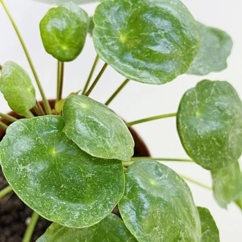 Пилея пеперомиевидная Шугар d13/h20