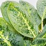 Аглаонема Лемон Минт d19/h50