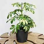 Шеффлера Герда d13/h45