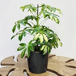 Шеффлера древовидная Герда d13/h45