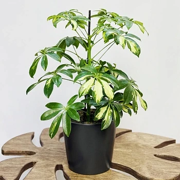 Шеффлера Герда d13/h45