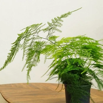 Аспарагус Плюмозус d12/h75