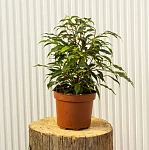 Фикус Бенджамина Наташа d14/h45
