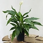 Спатифиллум Даймонд d14/h45 