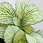 Фиттония микс 