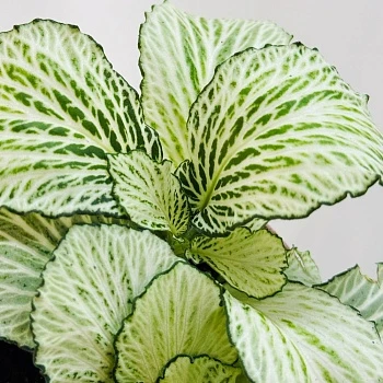 Фиттония микс 