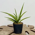 Сансевиерия Сильвер Сирени d12/h50