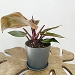 Филодендрон Cherry Red d14/h30