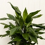 Драцена фрагранс Стэндери d24/h100