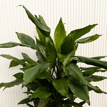 Драцена фрагранс Стэндери d24/h100