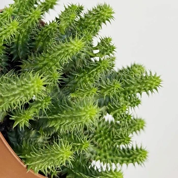 Эуфорбия Сюзанна d10/h12