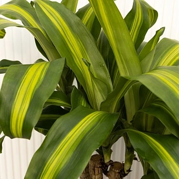 Драцена Массанжеана d24/h90
