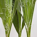 Вашингтония 