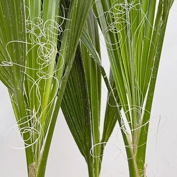 Вашингтония 