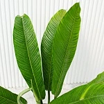 Филодендрон Кампии d20/h80