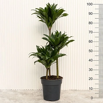 Драцена фрагранс Компакта d21/h100