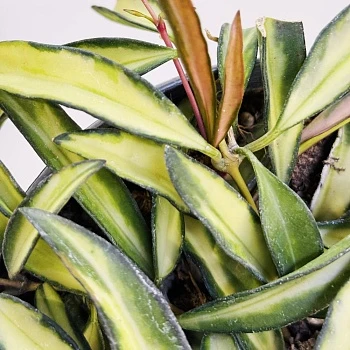 Хойя Вайети Триколор d15/h20