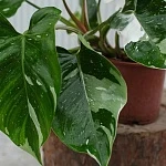 Филодендрон Вайт Принцесс d17/h50