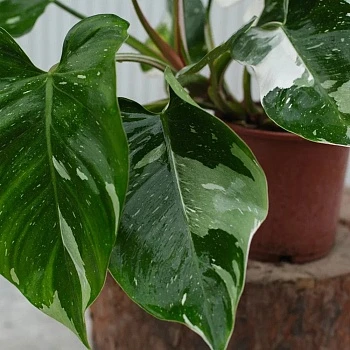 Филодендрон Вайт Принцесс d17/h50