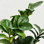 Замиокулькас Зензи d12/h30