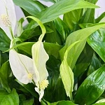 Спатифиллум Беллини d23/h45 