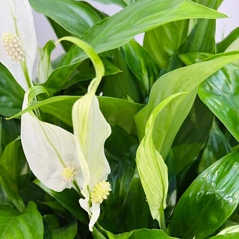 Спатифиллум Беллини d23/h45 