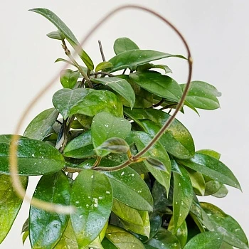 Хойя Карноза d15/h75