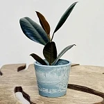 Фикус  Робуста d6/h15