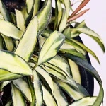 Хойя Вайети Триколор d15/h20