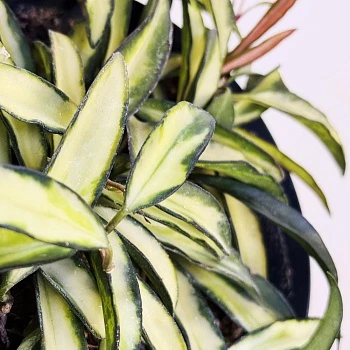 Хойя Вайети Триколор d15/h20