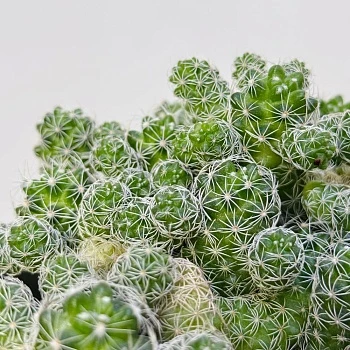 Маммилярия Ветула Грацилис d12/h15