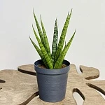 Сансевиерия Цилиндрика Сэм d12/h30