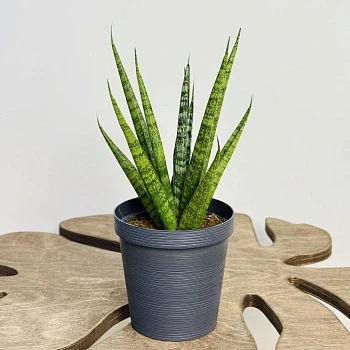 Сансевиерия Цилиндрика Сэм d12/h30