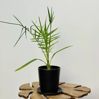 Финик канарский d11/h65