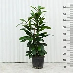 Фикус Циатистипула d22/h95
