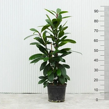 Фикус Циатистипула d22/h95