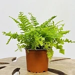 Нефролепис возвышенный Грин Момент d12/h35