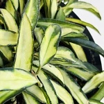 Хойя Вайети Триколор d15/h20