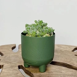 Маммилярия Ветула Грацилис d12/h15