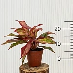 Аглаонема Сиам Ред d12/h25