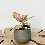 Аглаонема Ред Джой d12/h25