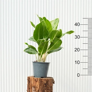 Аглаонема Чинто Куин d14/h45