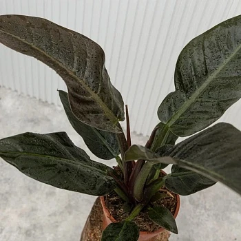 Филодендрон Империал Ред d23/h90