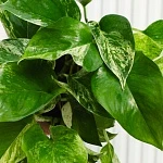 Эпипремнум Марбл Квин d12/h20