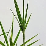 Финик канарский d11/h65