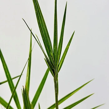 Финик канарский d11/h65